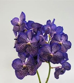 K2010_127205_0_H_1 Vanda Su Sapphire