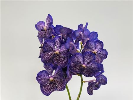 K2010_127205_0_H_1 Vanda Su Sapphire