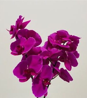 Phal Beau Monde