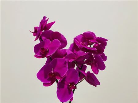 Phal Beau Monde