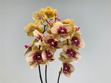 K201999_119978_0_0_0_638_25_H_1-9 Rezaná orchidea Phalaenopsis Karin Aloha