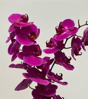 Phal Stellenbosch