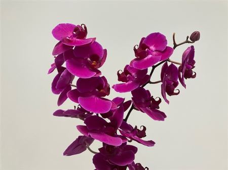 K201999_121984_0_0_0_638_25_H_1-3 Phal Stellenbosch