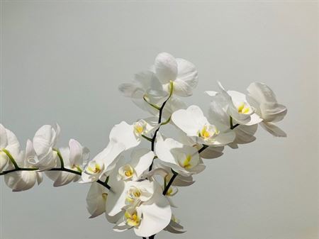 Phalaenopsis Kobe - rezná orchidea
