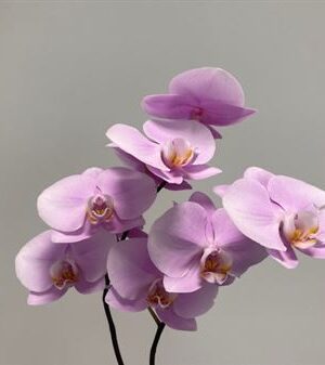 K201999_28148_0_0_0_638_25_H_1-8 Phalaenopsis Manila