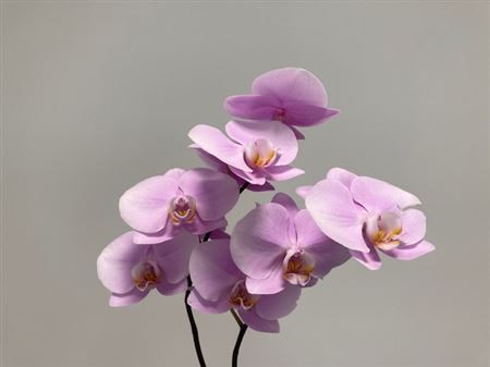K201999_28148_0_0_0_638_25_H_1-8 Phalaenopsis Manila