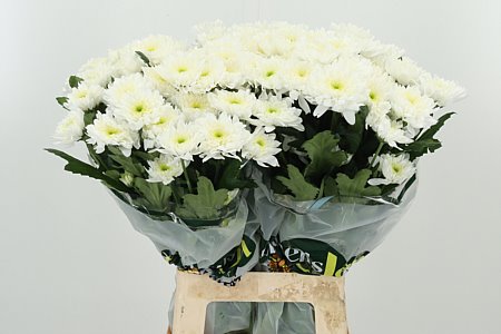 Biela chryzantéma Euro White