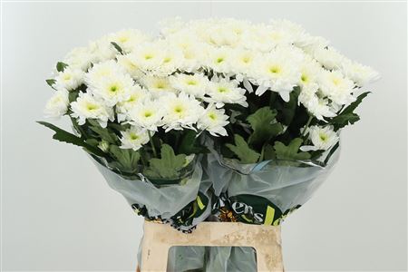 Biela chryzantéma Euro White