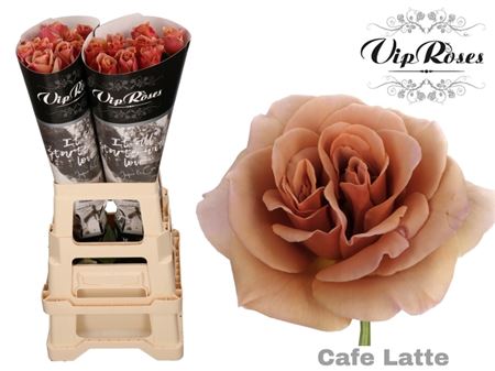 Ruža Gr Cafe Latte