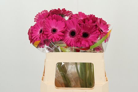 K20660_100382W_50_10_996_20_H_1-9 Gerbera 'Rich' 45 cm