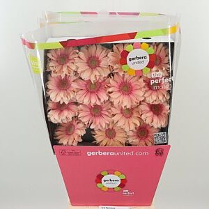 Gerbera Pasta Rosata s jemne ružovými okvetnými lístkami