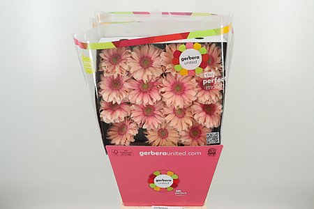 K20660_100609D_50_10_575_45_H_1-9 Gerbera Pasta Rosata s jemne ružovými okvetnými lístkami