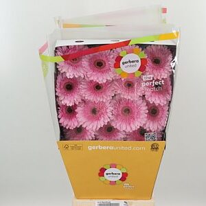K20660_107726D_50_10_575_45_H_1-8 Gerbera veľkokvetá Pre-semmy s jemnými okvetnými lístkami