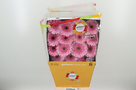 K20660_107726D_50_10_575_45_H_1-8 Gerbera veľkokvetá Pre-semmy s jemnými okvetnými lístkami