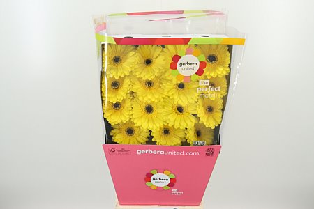 Gerbera Don Leo 45 cm