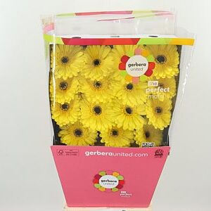 Gerbera Don Leo sýtej farby na stonke