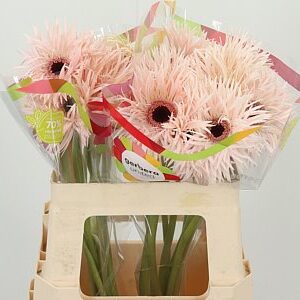 Gerbera Spider Cream Springs 50 cm