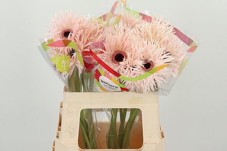 K20660_115368W_50_10_996_20_H_1-8 Gerbera Spider Cream Springs 50 cm