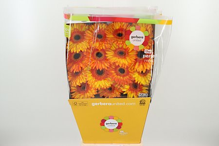 Gerbera Spotlight 50 cm