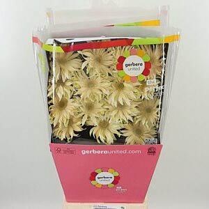 K20660_120104D_50_10_575_45_H_1-7 Gerbera Pasta Carbonara 50 cm