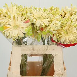 K20660_120104W_50_10_996_20_H_1-8 Gerbera Pasta Carbonara 50 cm