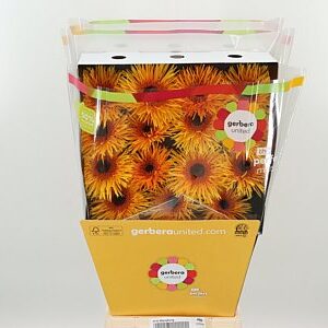 Gerbera Spider Mix