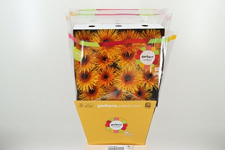 K20660_121952D_50_10_575_45_H_1-4 Gerbera Spider Mix
