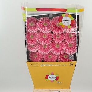 Gerbera Pom Pom Power Ball Aqua