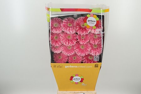 K20660_122774D_50_10_575_45_H_1-6 Gerbera Pom Pom Power Ball Aqua