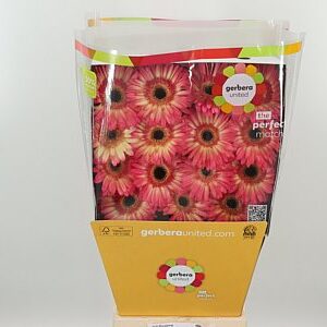 Gerbera Hippie Chic 50 cm