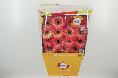 K20660_126447D_50_10_575_45_H_1-2 Gerbera Hippie Chic 50 cm