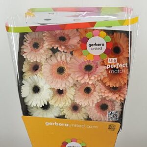 K20660_12782PA_50_10_575_45_H_1-6 Gerbera Pastel Apricot 50 cm