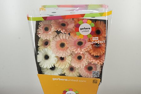 K20660_12782PA_50_10_575_45_H_1-6 Gerbera Pastel Apricot 50 cm