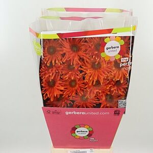 K20660_129135D_50_10_575_45_H_1-7 Gerbera Pasta Marinara s oranžovo-červenými okvetnými lístkami