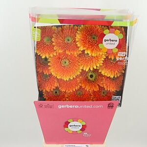 Gerbera Aquapom Berra 50 cm