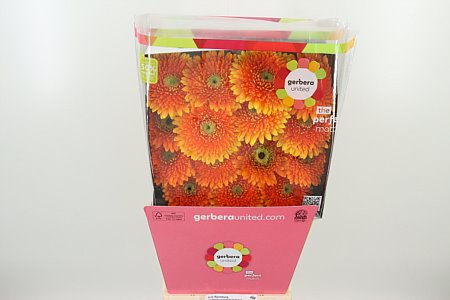 K20660_129597D_50_10_575_45_H_1-5 Gerbera Aquapom Berra 50 cm