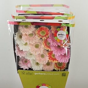 K20660_14022PA_50_7_575_80_H_1-9 Gerbera Pastel Apricot 50 cm