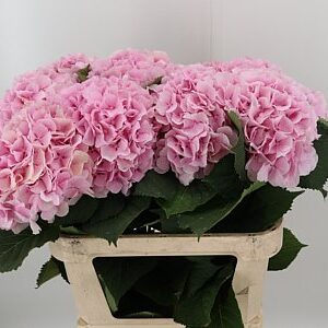 K2088_27918_80_24_34_997_10_H_1-2 Hydr M Verena Pink