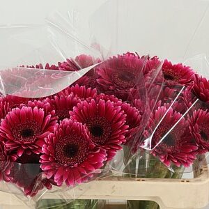 Gerbera Ge Mi Aq Sandero s jemnými okvetnými lístkami