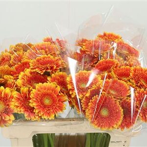 K2280_113333W_50_7_996_80_H_1-8 Gerbera Ge Mi Aq Franky 50 cm