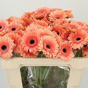 K2280_114826W_50_7_996_80_H_1-7 Gerbera Ge Mi @ Cookie N Cream s krémovými okvetnými lístkami