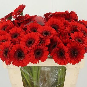 K2280_118008W_50_7_996_80_H_1-9 Gerbera Ge Mi Aq Nirvana