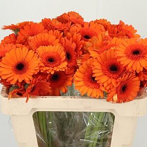 K2280_119667W_50_7_996_80_H_1-9 Gerbera Mi Aq Caramba 50 cm
