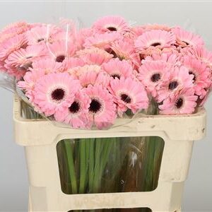 K2280_120527W_50_7_996_80_H_1-7 Gerbera Ge Mi Dixon 45 cm