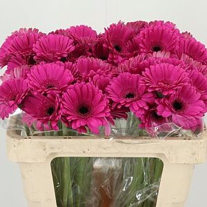 K2280_121139W_50_7_996_80_H_1-8 Gerbera Ge Mi Aq Anna 50 cm