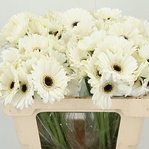 K2280_122363W_50_7_996_80_H_1-9 Gerbera Ge Mi Aq Lido 50 cm