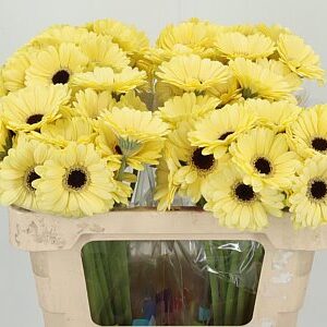 K2280_122768W_50_7_996_80_H_1-8 Gerbera Ge Mi Aq Surfer 50 cm