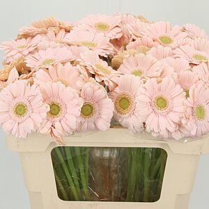 K2280_124265W_50_7_996_80_H_1-9 Gerbera Mini Alix Noor akvamarínová 50 cm
