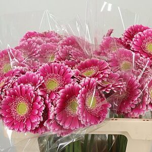 K2280_125191W_50_8_996_80_H_1-8 Gerbera Ge Mi Aq Wonderwall 50 cm