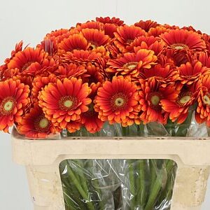 Gerbera Ge Mi Aq Juanita s 50 cm